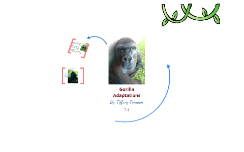 Gorilla Adaptations by Tiffany Freeman