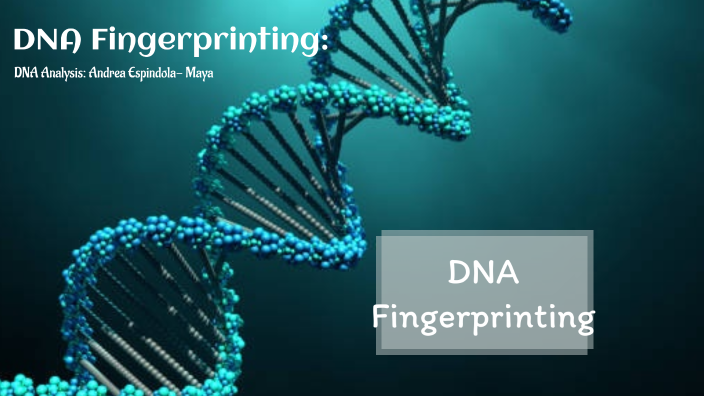 DNA Fingerprinting by Andrea Espindola on Prezi