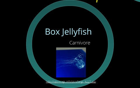 The Box Jellyfish Food Web by Jocelyn He on Prezi