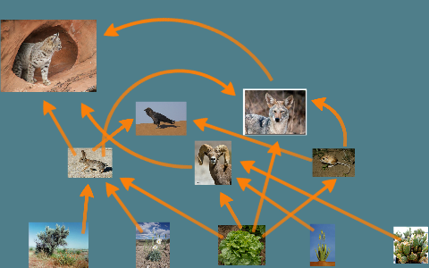 Desert Biome Food web by jett rockwell