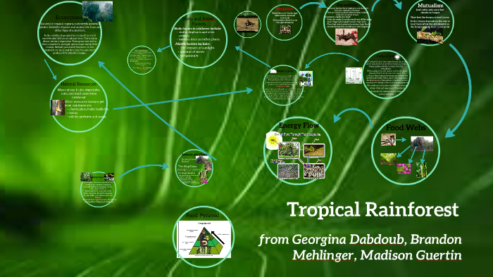 Tropical Rainforest by on Prezi