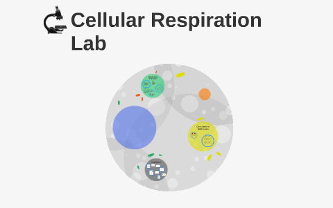 Cellular Respiration Lab By Alexis Miller On Prezi