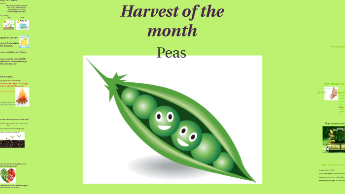 Harvest of the month Peas by Matthew Lee on Prezi