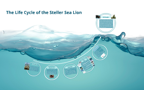 The Life Cycle of a Sea Lion by AJ O'niel on Prezi