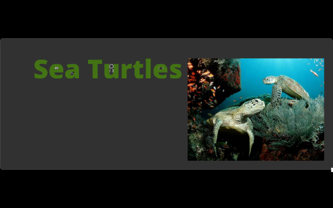 Sea turtles by Robert Marlowe on Prezi