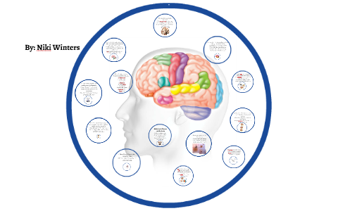 Parts of the brain by on Prezi