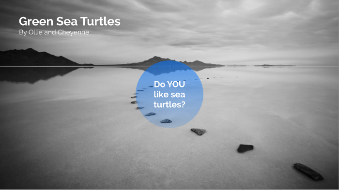 Green Sea Turtles by Ro Grant on Prezi