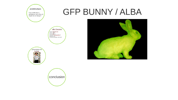 GFP BUNNY / ALBA by matheo COUPE on Prezi
