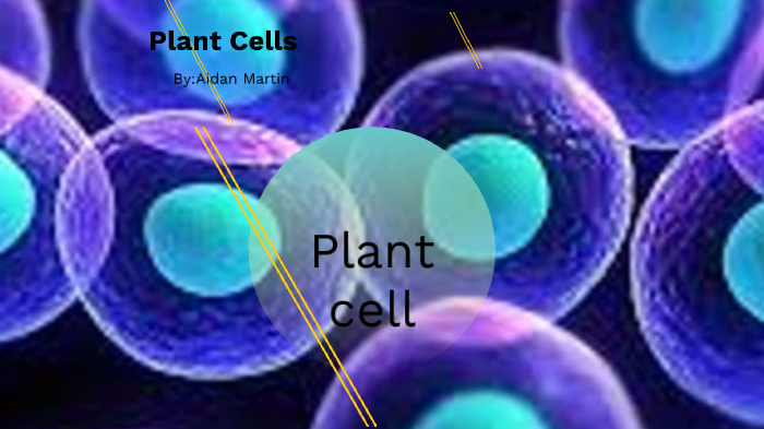 Plant cells by Aidan Martin on Prezi