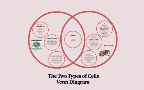 Prokaryotic Vs Eukaryotic Cells Venn Diagram - Free Wiring Diagram