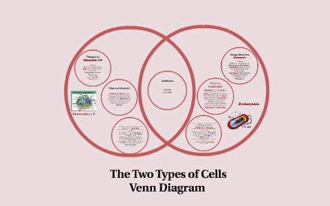 Prokaryotes Vs Eukaryotes Chart