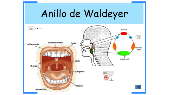 El anillo de Waldeyer es el conjunto de estructuras compuest by