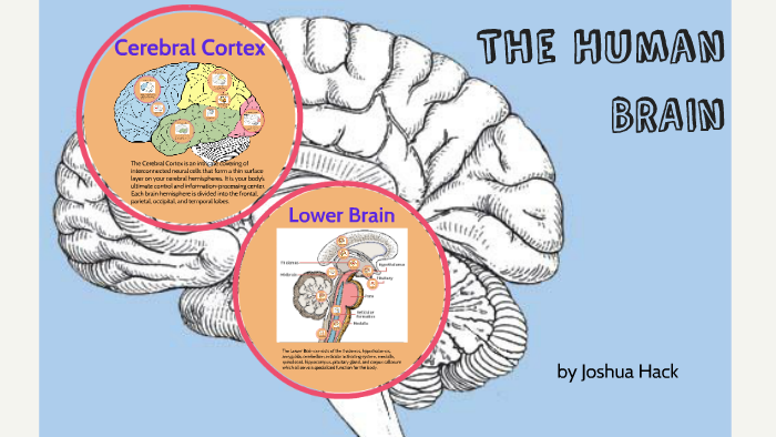 Parts of the Brain Review by Joshua Hack on Prezi