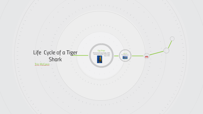 Life Cycle of a Tiger Shark by Trin McCann on Prezi