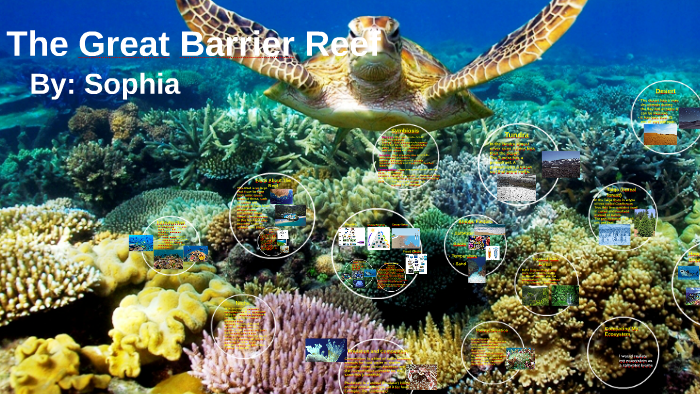 The Great Barrier Reef by Sophia Gercossimo on Prezi