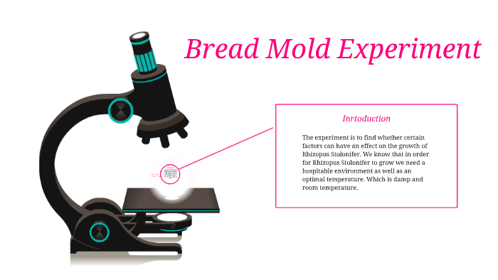 Bread Mold Research Project by Sobetski