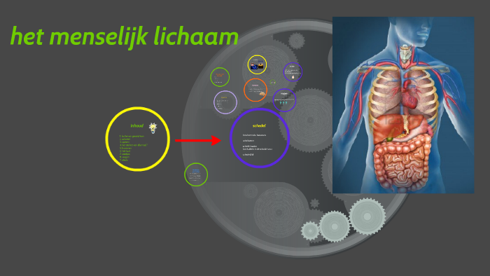 het menselijk lichaam by Thijs Kroon