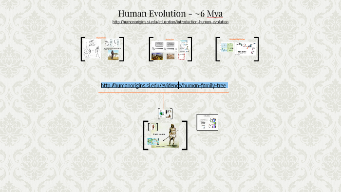Human Evolution by Jennifer Dever on Prezi