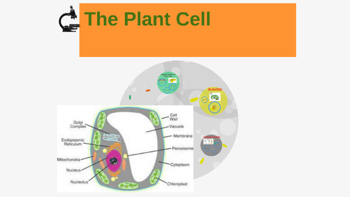 The Plant Cell By Bianca Quintos