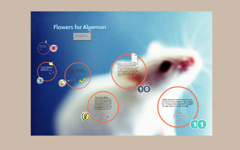 Flowers For Algernon By Megan School On