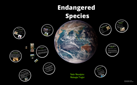 Endangered Species by Katie Macalpine on Prezi