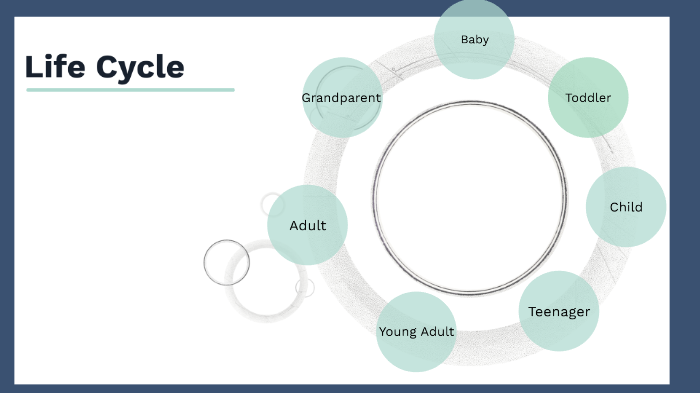 Life Cycle - English by Emily Rudloff on Prezi