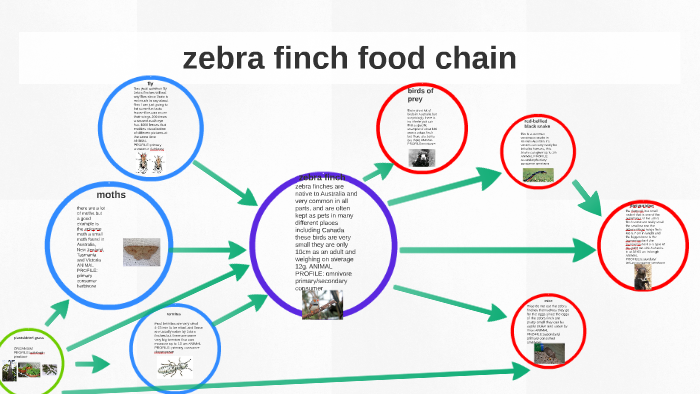 zebra finch food chain by Nikcolas Ramirez on Prezi Biology Diagrams