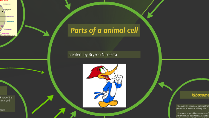 Parts of a animal cell by Bryson N on Prezi