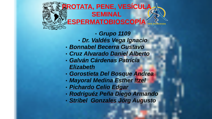 que producen las vesiculas seminales que producen las vesiculas seminales