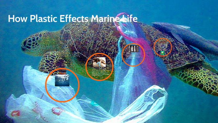 How Plastic Effect Marine Life by Fatimah Muhammad on Prezi