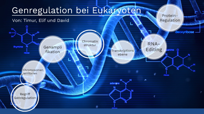 Gemeinsamkeiten Der Pro Und Eukaryotischen Genregulation Genregulation Eukaryoten by SplatterPancake . on Prezi