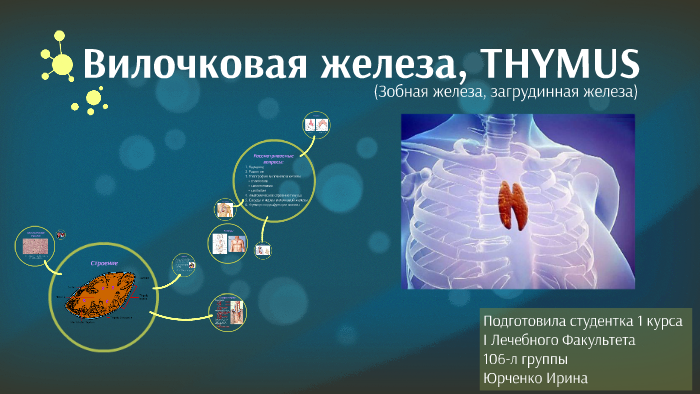 Вилочковая железа тимус регулирует водно солевой обмен