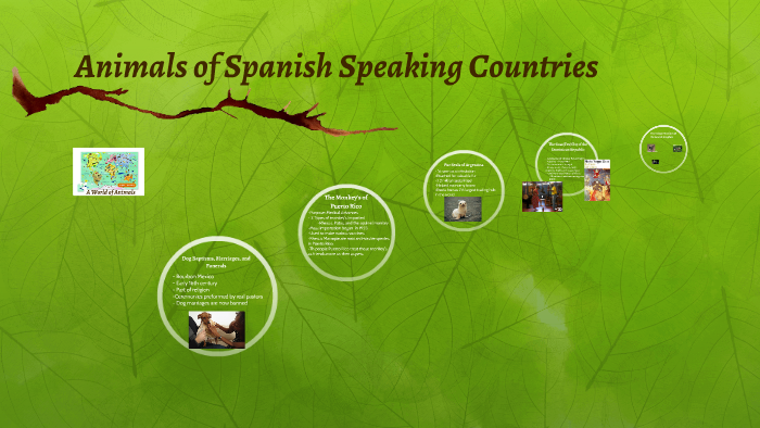 Animals in Spanish Speaking Countrie by