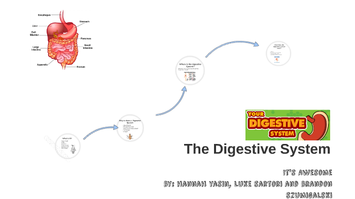 The Digestive System by Hannah Yasin on Prezi