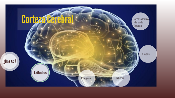 Corteza Cerebral by Paola Sosa on Prezi