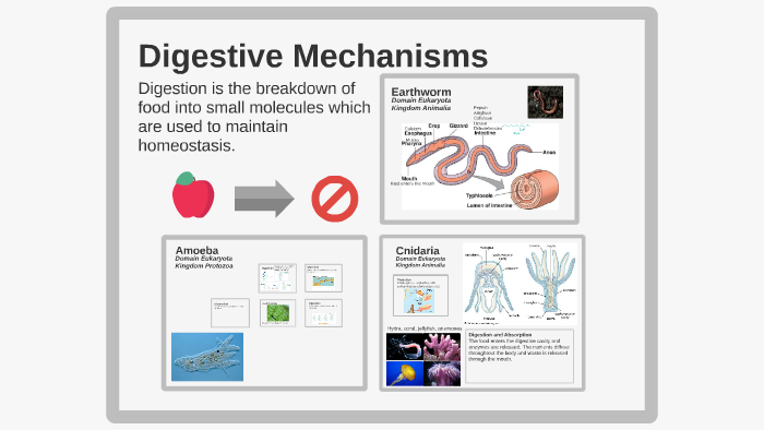 Digestion mechanisms by Blair Marine