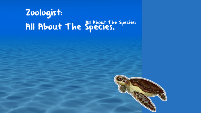 Hawksbill Turtle Endangered Species by ella bortnem on Prezi