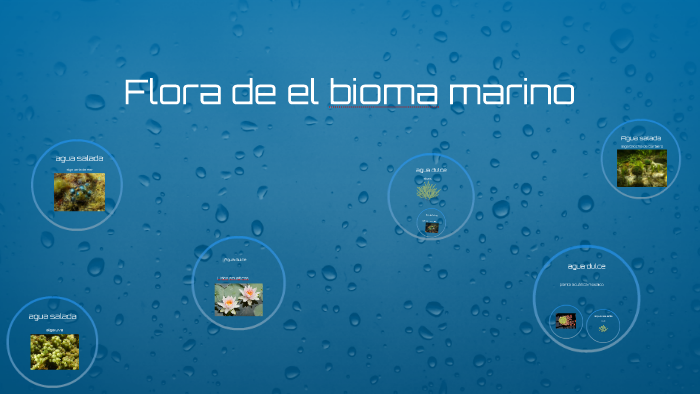Flora de el bioma marino by manu manu on Prezi