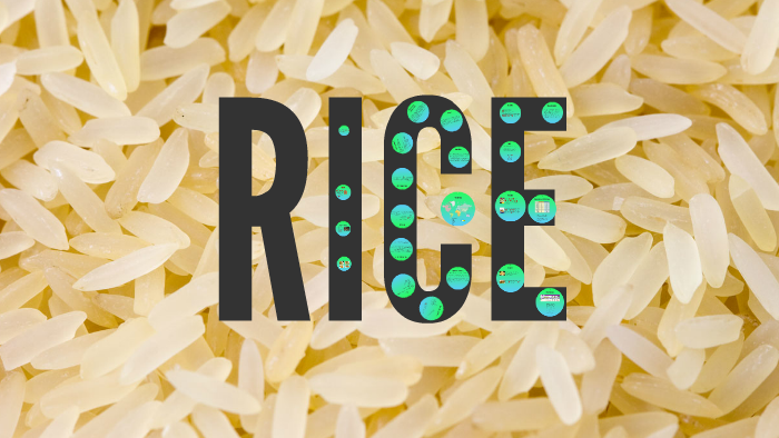 Rahman Rice RICE by syed rahman on Prezi