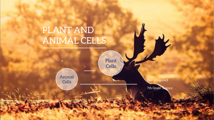 Plant and Animal Cells by Emily Stanford on Prezi