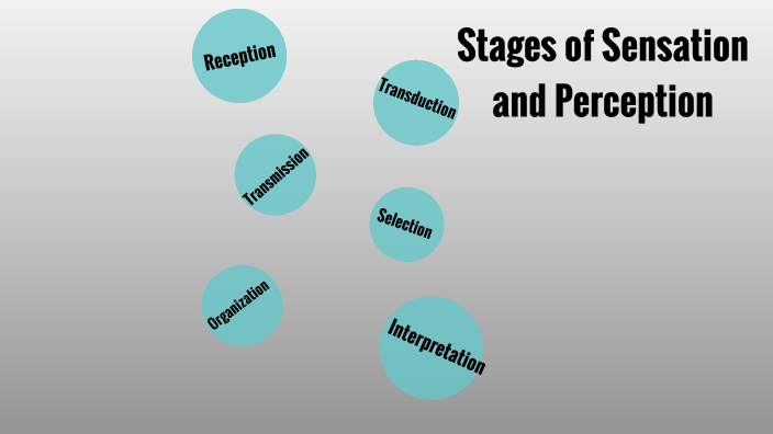 Stages Of Sensation And Perception By Patricia Beirouti On Prezi