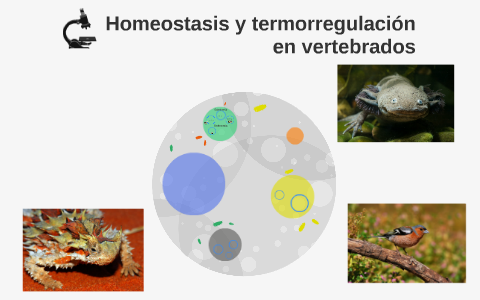 Homeostasis y termorregulación en vertebrados by Francisco Santos on Prezi