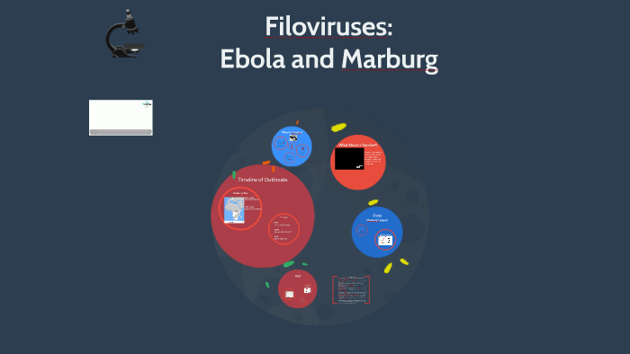 Filoviruses: Ebola and Marburg by Jeremy Hairfield on Prezi