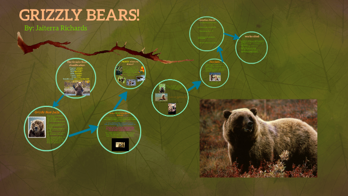 GRIZZLY BEARS! By On Prezi