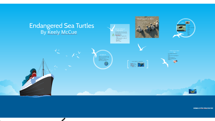 Endangered Sea Turtles by Keely McCue on Prezi