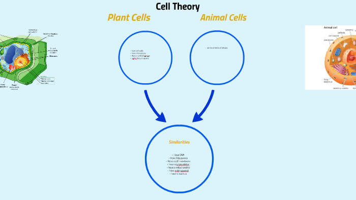 Animal Cells by Brielle Franco on Prezi
