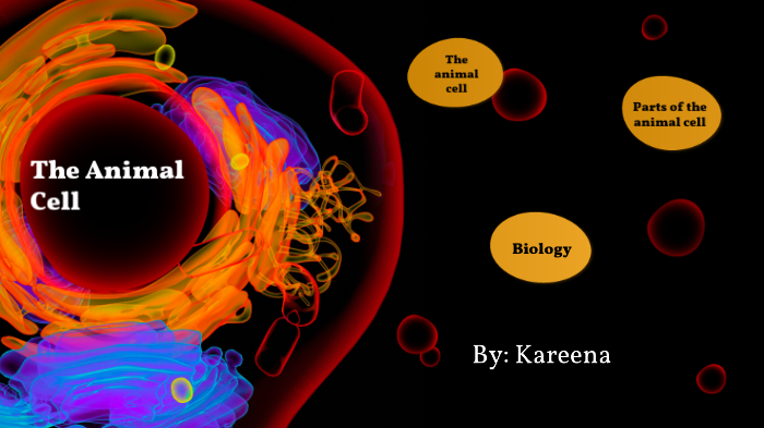Animal Cell Project by Kareena Birk