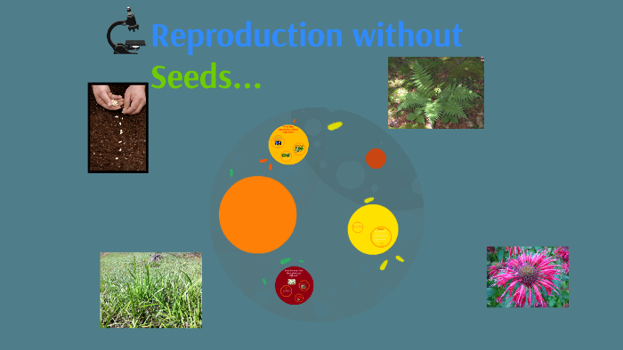 Reproduction Without Seeds By Hanisha Brar
