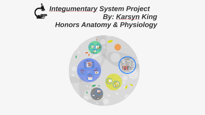 Integumentary System Project by Karsyn King on Prezi