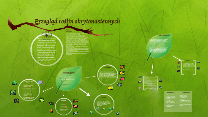 Przegląd roślin okrytonasiennych by Katarzyna Paryż on Prezi